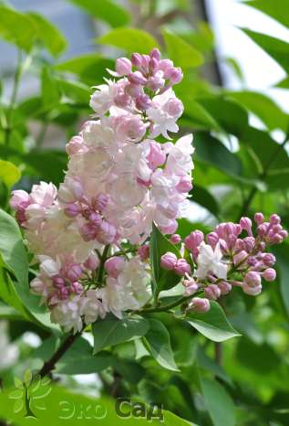 Сирень обыкновенная "Красавица Москвы" (Syringa vulgaris  'Krasavica Moskvy')