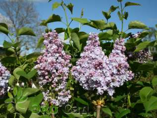 Сирень обыкновенная "Мишель Бюхнер" (Syringa vulgaris  'Michel Buchner')