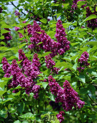 Сирень обыкновенная "Миссис Эдвард Хардинг" (Syringa vulgaris  'Mrs Edward Harding')