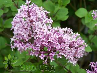 Сирень Мейера "Палибин" (Syringa meyeri 'Palibin')