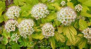 Пузыреплодник калинолистный "Дарт'с Голд" (Physocarpus opulifolius 'Dart`s Gold')