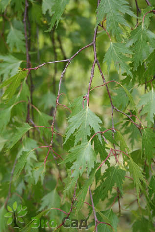 Береза бородавчатая "Далекарлика" = "Лациниата" (Betula pendula 'Dalekarlica'='Laciniata')