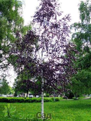 Береза бородавчатая "Пурпуреа" (Betula pendula 'Purpurea')