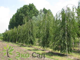 Береза бородавчатая Юнга (Betula pendula Youngii)