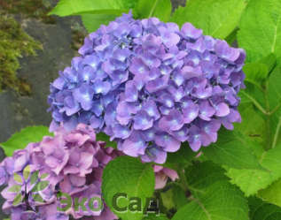 Гортензия крупнолистная "Йола" (Hydrangea macrophylla 'Yola')