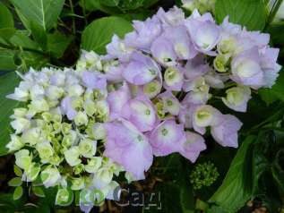 Гортензия крупнолистная "Гертруд Гленн" (Hydrangea macrophylla 'Gertrud Glahn')