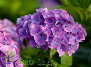 Гортензия крупнолистная "Гамбург" (Hydrangea macrophylla 'Hamburg')