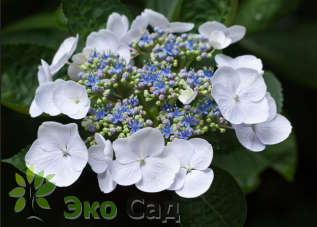 Гортензия крупнолистная "Вайт Вейв" (Hydrangea macrophylla 'White Wave')