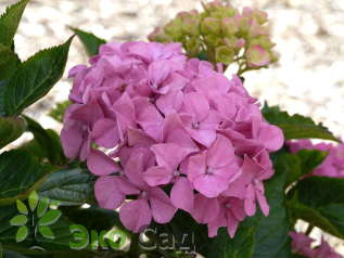 Гортензия крупнолистная "Лавблаа" = "Блауэр Цверг" (Hydrangea macrophylla 'Lavblaa'='Blauer Zwerg')