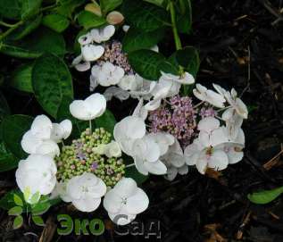 Гортензия крупнолистная "Либелле" (Hydrangea macrophylla 'Libelle')