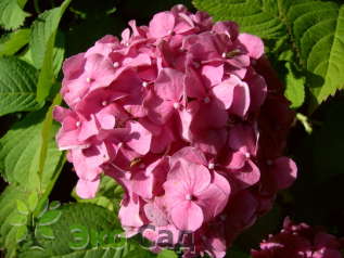 Гортензия крупнолистная "Мисс Хепберн" (Hydrangea macrophylla 'Miss Hepburn')