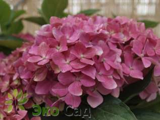 Гортензия крупнолистная "Мини Хорнли" (Hydrangea macrophylla 'Mini Hörnli')