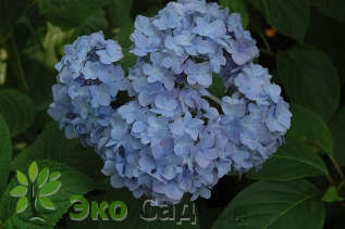 Гортензия крупнолистная "Никко Блю" (Hydrangea macrophylla 'Nikko Blue')