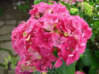 Гортензия крупнолистная "Пиа" (Hydrangea macrophylla 'Pia')