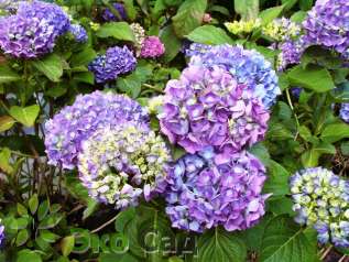 Гортензия крупнолистная "Рената" (Hydrangea macrophylla 'Renate')