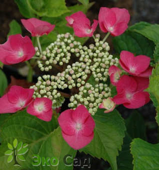 Гортензия крупнолистная "Роткелхен" (Hydrangea macrophylla 'Rotkehlchen')