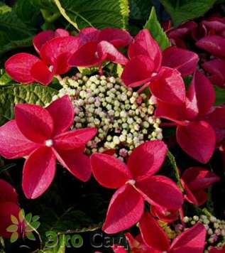 Гортензия крупнолистная "Ротшванц" (Hydrangea macrophylla 'Rotschwanz')