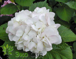 Гортензия крупнолистная "Сёр Тереза" (Hydrangea macrophylla 'Soeur Thérese')