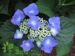 Гортензия крупнолистная "Таубе" (Hydrangea macrophylla 'Taube')