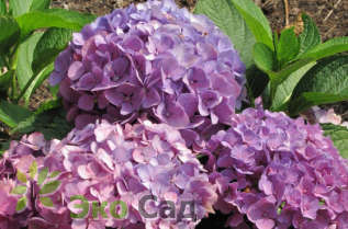 Гортензия крупнолистная "Фрёйденштайн" (Hydrangea macrophylla 'Freudenstein')