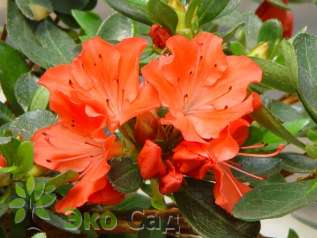 Рододендрон тупой "Гейша Оранж" (Rhododendron obtusum 'Geisha Orange')