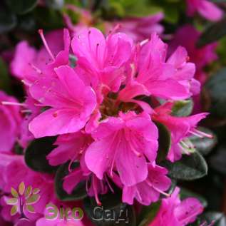 Рододендрон тупой "Гейша Пёпл" (Rhododendron obtusum "Geisha Purple")
