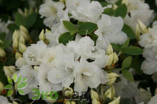 Рододендрон тупой "Панда" (Rhododendron obtusum 'Panda')