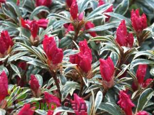Рододендрон тупой "Сильвер Сворд" (Rhododendron obtusum 'Silver Sword')