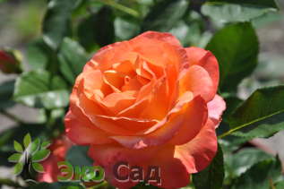 Роза "Ибица" (Rose Ibiza) 