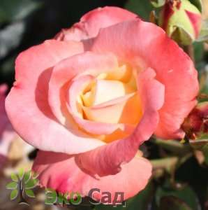Роза "Фиджи" (Rose Fiji) 