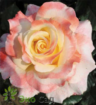 Роза "Тринидад" (Rose Trynidad )