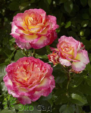 Роза "Горгеус" (Rose Gorgeous)