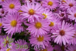 Астра кустарниковая "Хербстгрусс фон Брессерхоф" (Aster dumosus 'Herbstgruss von Bresserhof')