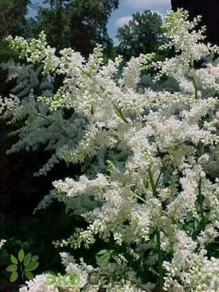 Астильба Арендса "Браутшляйер" (Astilbe arendsii ’Brautschleier’)