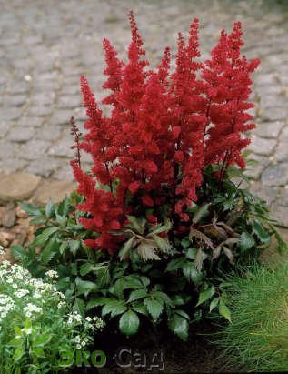 Астильба Арендса "Фанал" (Astilbe arendsii ’Fanal’)