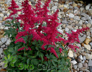 Астильба Арендса "Гранат" (Astilbe arendsii ’Granat’)