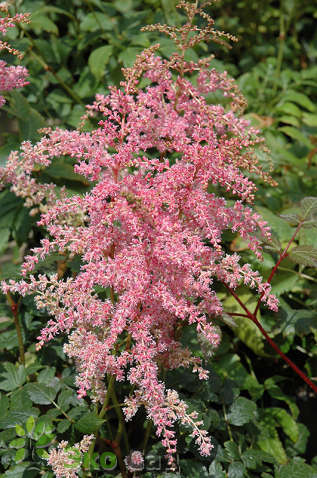 Астильба Арендса "Фламинго" (Astilbe arendsii ’Flamingo’)