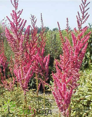 Астильба Арендса "Джо Офорст" (Astilbe arendsii ’Jo Ophorst’)