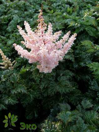 Астильба курчавая "Лилипут" (Astilbe crispa ’Liliput’)