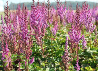 Астильба китайская "Пурпуркерце" (Astilbe chinensis ’Purpurkerze’)