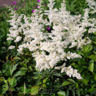 Астильба японская "Гладстон" (Astilbe japonica 'Gladstone') 