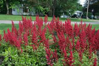 Астильба японская "Ред Сентинел" (Astilbe japonica 'Red Sentinel')