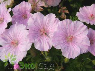 Герань кроваво-красная разновид. стриатум (Geranium sanguineum var. striatum)