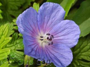 Герань гималайская "Бэби Блю" (Geranium himalayense ‘Baby Blue’)