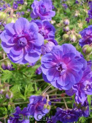 Герань гималайская "Пленум" (Geranium macrorrhizum  ‘Plenum’)