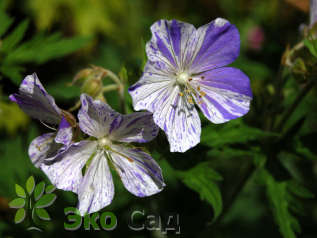 Герань луговая "Сплиш-Сплэш" (Geranium pratense ‘Splish-Splash’)