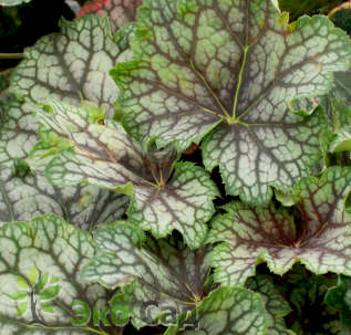 Гейхера американская "Бьюти Колор" (Heuchera americana ’Beauty Color’)