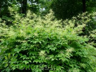 Волжанка двудомная (Aruncus dioicus)