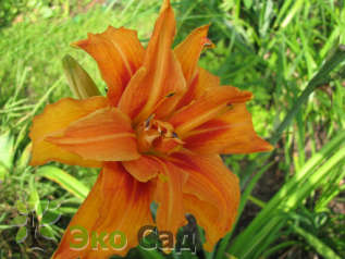 Лилейник "Эприкот Бьюти" (Hemerocallis 'Apricot Beauty')