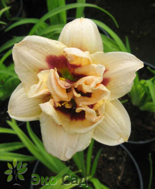 Лилейник "Ауспициус" (Hemerocallis 'Auspicious')